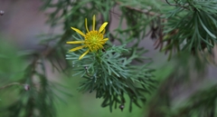 Euryops euryopoides