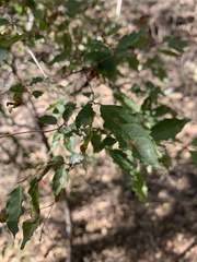 Combretum padoides