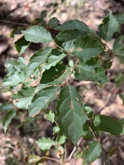 Combretum padoides