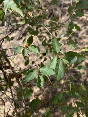 Combretum padoides