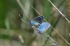 Glaucopsyche lycormas
