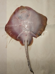 Raja radula