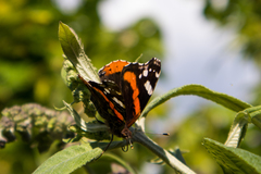Vanessa atalanta
