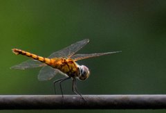 Urothemis signata