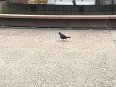 Columba livia domestica