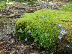 Houstonia caerulea