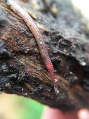 Oligochaeta