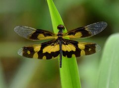 Rhyothemis variegata