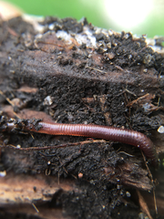 Oligochaeta