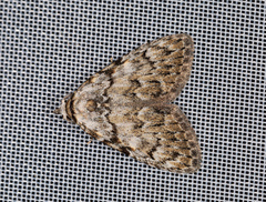 Meganola strigula