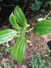 Miconia amplinodis
