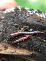 Oligochaeta