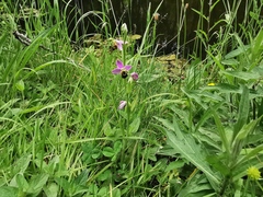 Ophrys apifera