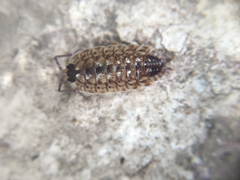 Porcellio spinicornis