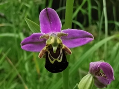 Ophrys apifera