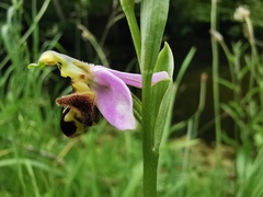 Ophrys apifera
