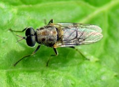 Adoxomyia heminopla