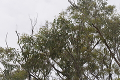 Eucalyptus planchoniana
