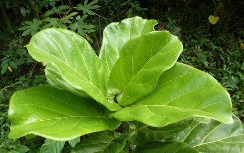 Ficus lyrata