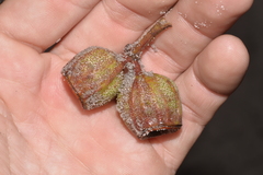 Eucalyptus planchoniana