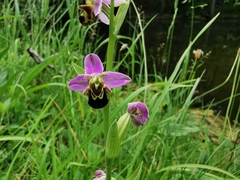 Ophrys apifera