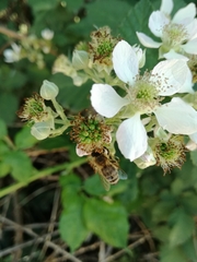 Apis mellifera