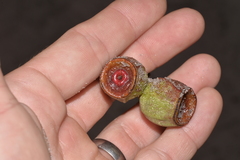 Eucalyptus planchoniana