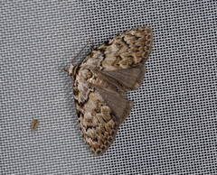 Meganola strigula