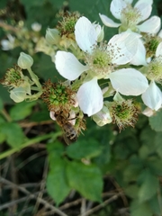 Apis mellifera