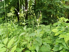 Epilobium ciliatum