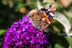 Vanessa atalanta