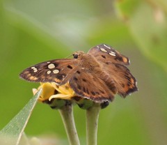 Coladenia indrani