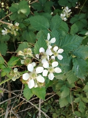 Apis mellifera
