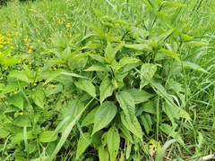 Helianthus tuberosus