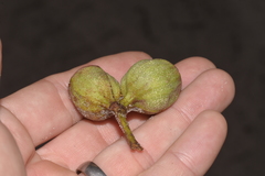 Eucalyptus planchoniana