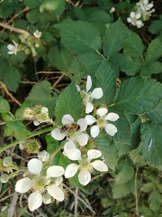 Apis mellifera
