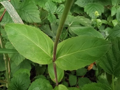 Epilobium ciliatum