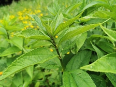 Helianthus tuberosus