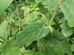 Epilobium ciliatum