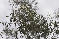 Eucalyptus planchoniana