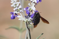 Xylocopa californica arizonensis