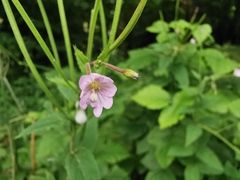 Epilobium ciliatum