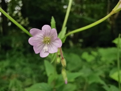 Epilobium ciliatum