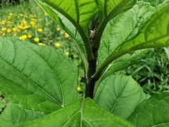 Helianthus tuberosus