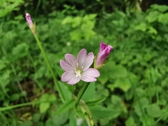 Epilobium ciliatum