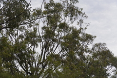 Eucalyptus planchoniana