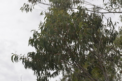 Eucalyptus planchoniana