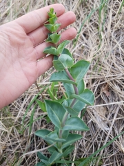 Penstemon grandiflorus