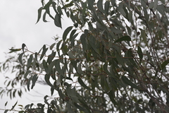 Eucalyptus planchoniana