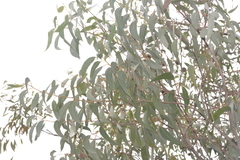 Eucalyptus planchoniana